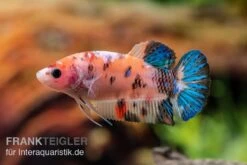 Plakat Kampffisch Koi, Männchen, Betta Splendens -EHEIM || sera || AQUATLANTIS Verkaufsgeschäft Plakat Kampffisch Koi Betta Plakat Koi Weibchen 3