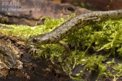 Spanischer Rippenmolch, Pleurodeles Waltl -EHEIM || sera || AQUATLANTIS Verkaufsgeschäft Pleurodeles waltl rippenmolch