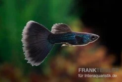 Black Tail Ribbon Guppy, Poecilia Reticulata