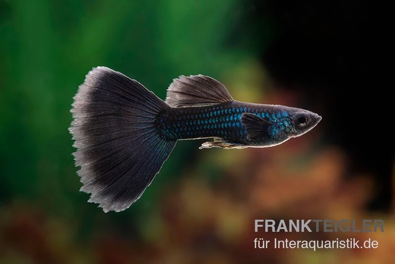 Black Tail Ribbon Guppy, Poecilia Reticulata 1 Black Tail Ribbon Guppy, Poecilia Reticulata