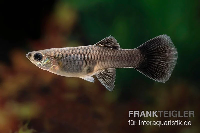 Black Tail Ribbon Guppy, Poecilia Reticulata 2 Black Tail Ribbon Guppy, Poecilia Reticulata – Bild 2