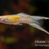 Golden Lace Sword Guppy, Poecilia Reticulata