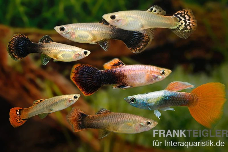 Guppy Zucht-Mix 2, Poecilia Reticulata, 2M 5W 1 Guppy Zucht-Mix 2, Poecilia Reticulata, 2M 5W