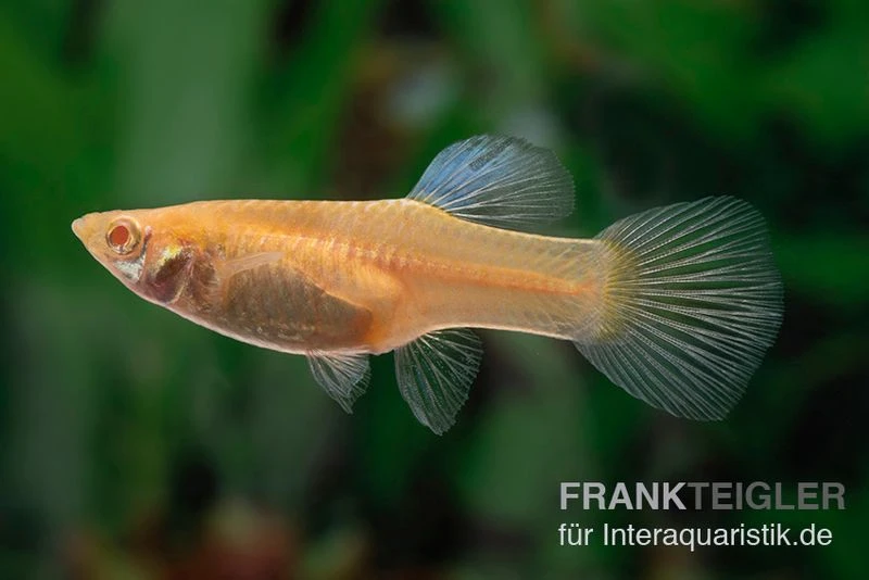 RREA Double Sword Endlers Guppy, Poecilia Reticulata 2 RREA Double Sword Endlers Guppy, Poecilia Reticulata – Bild 2