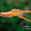 RREA Double Sword Endlers Guppy, Poecilia Reticulata