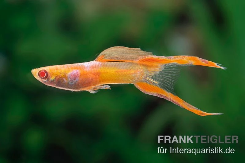 RREA Double Sword Endlers Guppy, Poecilia Reticulata 1 RREA Double Sword Endlers Guppy, Poecilia Reticulata