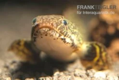 Schmuck-Flösselhecht, Polypterus Ornatipinnis, NZ -EHEIM || sera || AQUATLANTIS Verkaufsgeschäft Polypterus ornatipinnis FSWFT0874