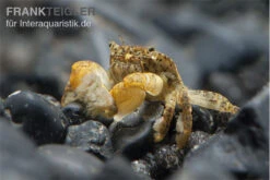 Pompomkrabbe, Ptychognathus Barbatus (Hongkong-Krabbe) 5 Pompomkrabbe, Ptychognathus Barbatus (Hongkong-Krabbe) -EHEIM || sera || AQUATLANTIS Verkaufsgeschäft Pompom krabbe