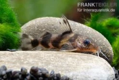 Pracht-Fiederbartwels, Synodontis Decorus -EHEIM || sera || AQUATLANTIS Verkaufsgeschäft Pracht Fiederbartwels Synodontis decorus neu 2