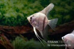 Amapa Red Back Rotrücken-Skalar, Pterophyllum Scalare