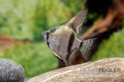 Avatar Zebra-Skalar, Pterophyllum Scalare -EHEIM || sera || AQUATLANTIS Verkaufsgeschäft Pterophyllum scalare AVATAR ZEBRA 1