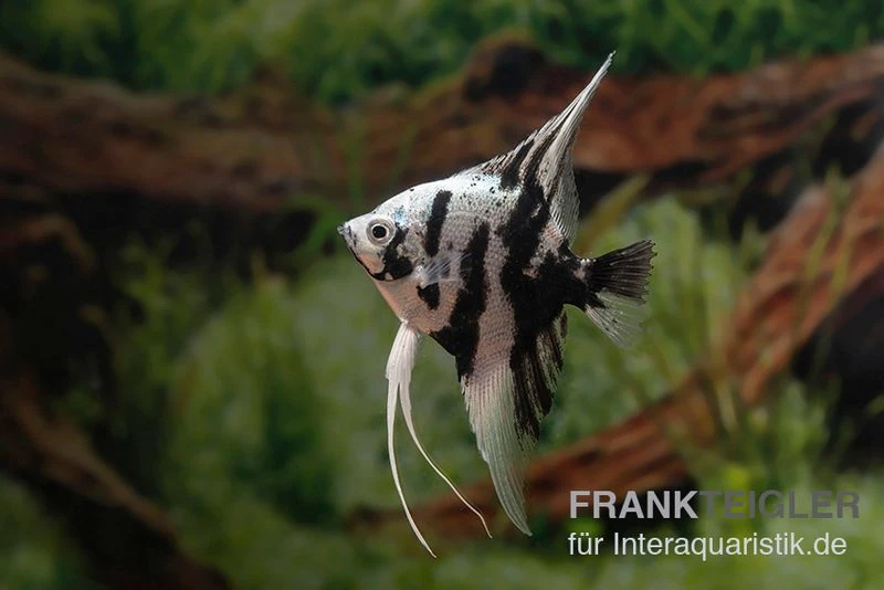 Skalar Platinum Marmor, Pterophyllum Scalare, 4-5 Cm, DNZ 1 Skalar Platinum Marmor, Pterophyllum Scalare, 4-5 Cm, DNZ