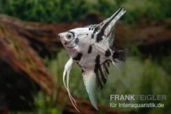 Skalar Platinum Marmor, Pterophyllum Scalare, 4-5 Cm, DNZ 5 Skalar Platinum Marmor, Pterophyllum Scalare, 4-5 Cm, DNZ -EHEIM || sera || AQUATLANTIS Verkaufsgeschäft Pterophyllum scalare Platinum Marble 7