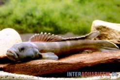 Quappenbuntbarsch, Teleogramma Brichardi