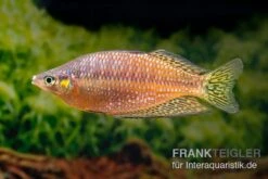 Rawa-Biru-Regenbogenfisch, Melanotaenia Cf. Splendida Rubrostriata "Rawa Biru" , 5 Tiere