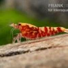 Red Galaxy Garnele Mix, Caridina Spec. "Red Galaxy"