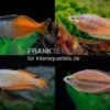 Regenbogenfisch-Mix, 5 Tiere