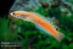 Regenbogen-Schlangenkopf, Channa Bleheri, 10-15 Cm -EHEIM || sera || AQUATLANTIS Verkaufsgeschäft Regenbogen Schlangenkopf Channa bleheri 1