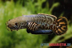 Regenbogen-Schlangenkopf, Channa Bleheri, 10-15 Cm -EHEIM || sera || AQUATLANTIS Verkaufsgeschäft Regenbogen Schlangenkopf Channa bleheri neu 3