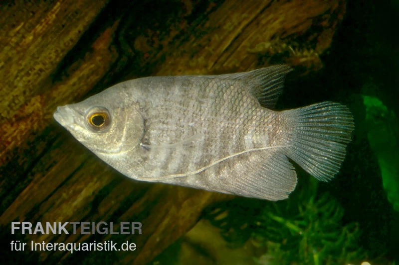 Riesengurami, Osphronemus Goramy 1 Riesengurami, Osphronemus Goramy