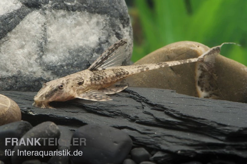 Schokoladenbrauner Hexenwels, Rineloricaria Lanceolata, 5-9 Cm 2 Schokoladenbrauner Hexenwels, Rineloricaria Lanceolata, 5-9 Cm – Bild 2