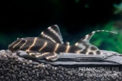 Ringelsocken-Harnischwels, L204, Panaqolus Albivermis "Flash Pleco" 4-5 Cm 5 Ringelsocken-Harnischwels, L204, Panaqolus Albivermis "Flash Pleco" 4-5 Cm -EHEIM || sera || AQUATLANTIS Verkaufsgeschäft Ringelsocken Harnischwels L204 Panaqolus albivermis Flash Pleco neu 1