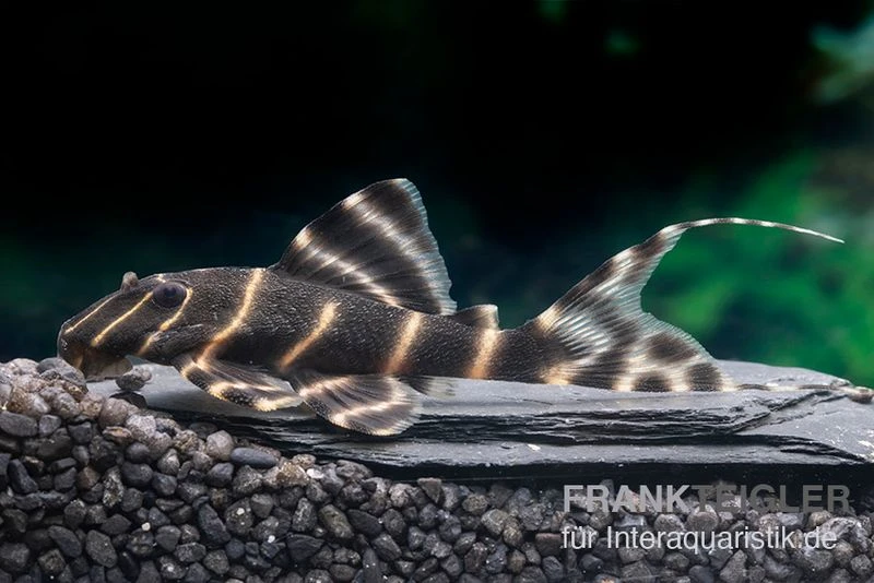 Ringelsocken-Harnischwels, L204, Panaqolus Albivermis "Flash Pleco" 4-5 Cm 3 Ringelsocken-Harnischwels, L204, Panaqolus Albivermis "Flash Pleco" 4-5 Cm – Bild 3