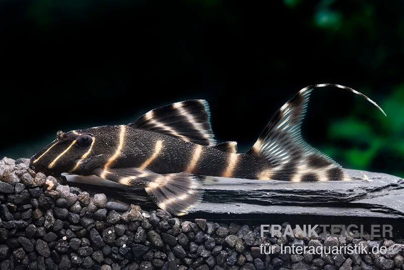 Ringelsocken-Harnischwels, L204, Panaqolus Albivermis "Flash Pleco" 4-5 Cm 1 Ringelsocken-Harnischwels, L204, Panaqolus Albivermis "Flash Pleco" 4-5 Cm