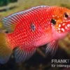 Roter Buntbarsch, Hemichromis Stellifer Sp. "Gabun"
