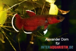 Roter Laubkampffisch, Betta Channoides