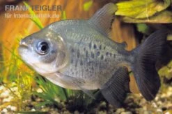 Roter Pacu, Colossoma Brachypomum