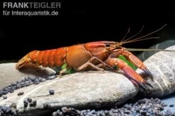 Roter Papuakrebs, Cherax Boesemani (Cherax Red Brick/ Red Chilli) -EHEIM || sera || AQUATLANTIS Verkaufsgeschäft Roter Papuakrebs Cherax boesemani Cherax Red Brick 1