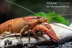 Roter Papuakrebs, Cherax Boesemani (Cherax Red Brick/ Red Chilli) -EHEIM || sera || AQUATLANTIS Verkaufsgeschäft Roter Papuakrebs Cherax boesemani Cherax Red Brick 2