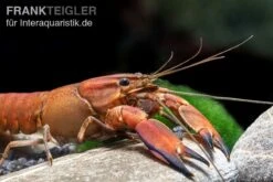 Roter Papuakrebs, Cherax Boesemani (Cherax Red Brick/ Red Chilli) -EHEIM || sera || AQUATLANTIS Verkaufsgeschäft Roter Papuakrebs Cherax boesemani Cherax Red Brick 3