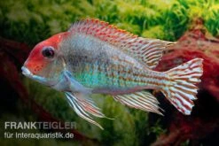Rotkopf-Erdfresser, Geophagus Sp. RIO TAPAJOS -EHEIM || sera || AQUATLANTIS Verkaufsgeschäft Rotkopf Erdfresser Geophagus sp TAPAJOS 3