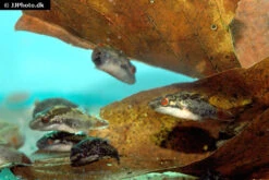 Kammkugelfisch, Carinotetraodon Irrubesco (Rotschwanzkugelfisch) 6 Kammkugelfisch, Carinotetraodon Irrubesco (Rotschwanzkugelfisch) -EHEIM || sera || AQUATLANTIS Verkaufsgeschäft Rotschwanzkugelfisch Carinotetraodon irrubesco 2