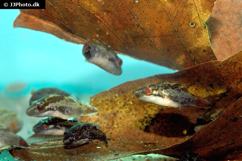 Kammkugelfisch, Carinotetraodon Irrubesco (Rotschwanzkugelfisch) 3 Kammkugelfisch, Carinotetraodon Irrubesco (Rotschwanzkugelfisch) – Bild 3