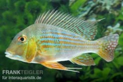 Rotstreifen-Erdfresser, Geophagus Surinamensis