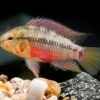 Rotstrich-Zwergbuntbarsch Rot, Apistogramma Hongsloi Rot, Paarweise
