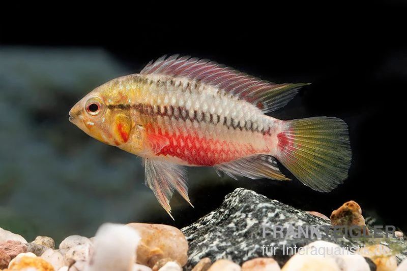 Rotstrich-Zwergbuntbarsch Rot, Apistogramma Hongsloi Rot, Paarweise 2 Rotstrich-Zwergbuntbarsch Rot, Apistogramma Hongsloi Rot, Paarweise – Bild 2