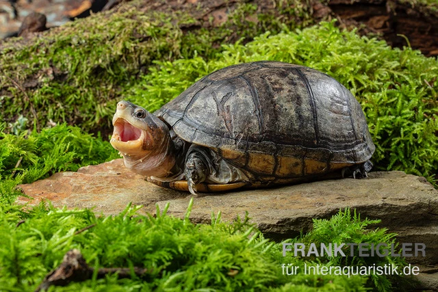 Rotwangen-Klappschildkröte, Kinosternon Cruentatum 2 Rotwangen-Klappschildkröte, Kinosternon Cruentatum – Bild 2