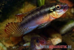 Sabinae-Zwergbuntbarsch, Congochromis Sabinae 7 Sabinae-Zwergbuntbarsch, Congochromis Sabinae -EHEIM || sera || AQUATLANTIS Verkaufsgeschäft Sabinae Zwergbuntbarsch Congochromis sabinae 2