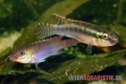 Sabinae-Zwergbuntbarsch, Congochromis Sabinae 6 Sabinae-Zwergbuntbarsch, Congochromis Sabinae -EHEIM || sera || AQUATLANTIS Verkaufsgeschäft Sabinae Zwergbuntbarsch Congochromis sabinae 3