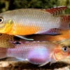 Sabinae-Zwergbuntbarsch, Congochromis Sabinae