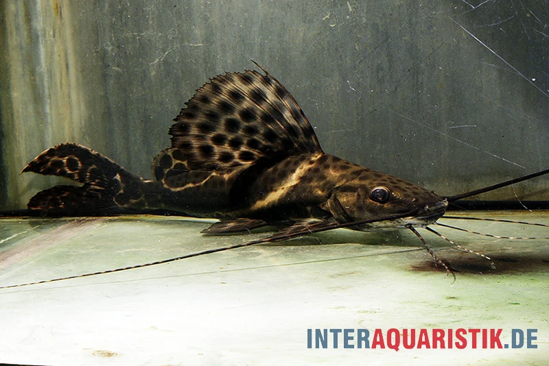 Sailfin Pim, Leiarius Pictus 1 Sailfin Pim, Leiarius Pictus