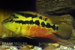 Salvins Buntbarsch, Cichlasoma Salvini, DNZ