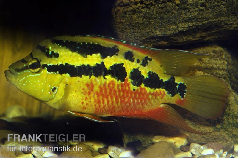 Salvins Buntbarsch, Cichlasoma Salvini, DNZ 1 Salvins Buntbarsch, Cichlasoma Salvini, DNZ