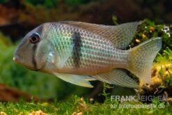 Sattelfleckbuntbarsch, Guianacara Owroewefi