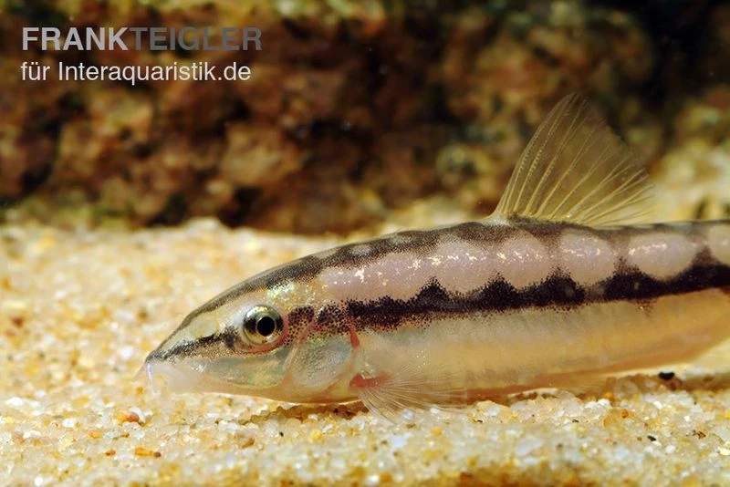 Schachbrettschmerle, Botia Sidthimunki 1 Schachbrettschmerle, Botia Sidthimunki