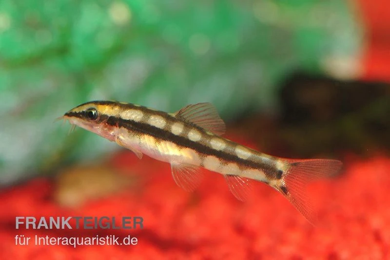 Schachbrettschmerle, Botia Sidthimunki 2 Schachbrettschmerle, Botia Sidthimunki – Bild 2